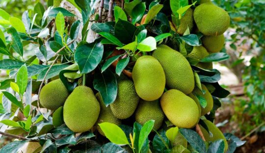 Jackfruit, fructul care poate hrăni toată planeta