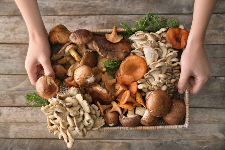 Mai multe tipuri de ciuperci proaspete într-un coș