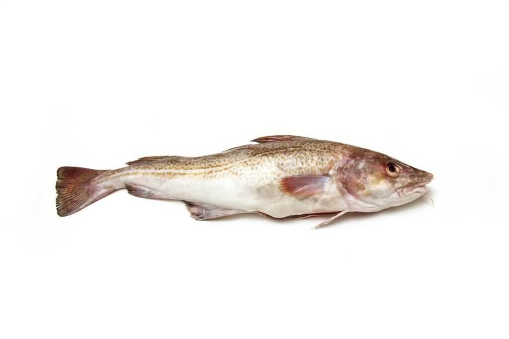 Un pește cod care se află pe lista cu cel mai sănătos pește pentru familia ta