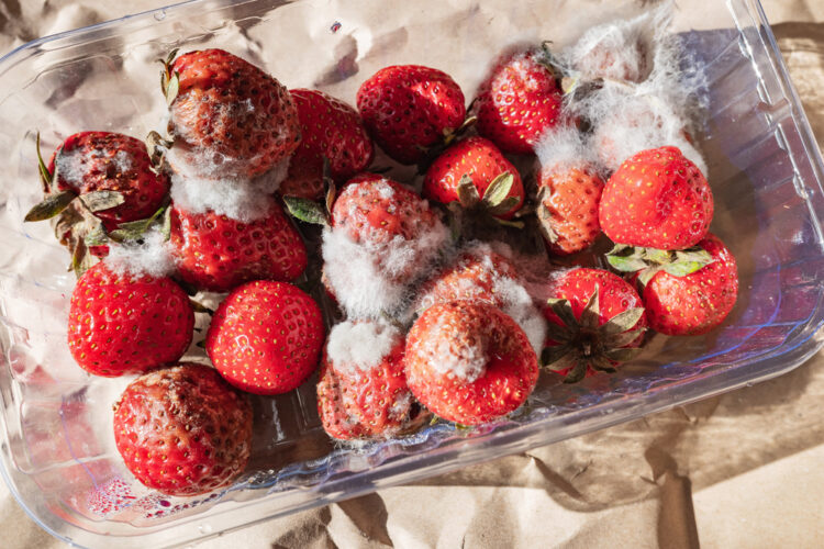 O caserolă plină cu căpșuni pentru a ilustra cum să împiedici fructele să mucegăiască