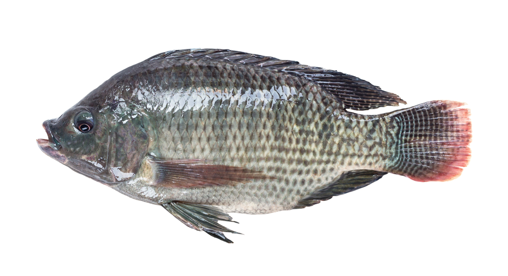 Un pește tilapia pe un fundal alb