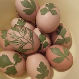 Ouă cu frunzulișe legate în bucăți de ciorap, pregătite pentru vopsire